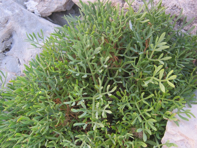 Crithmum maritimum